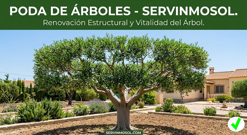 Fotografía real comparativa del aclareo de copa y refaldado en un árbol de gran porte